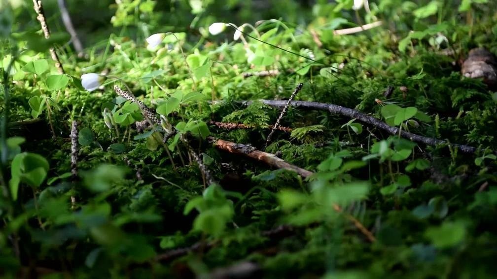 - Meditation 09 - Human and nature 2015 -