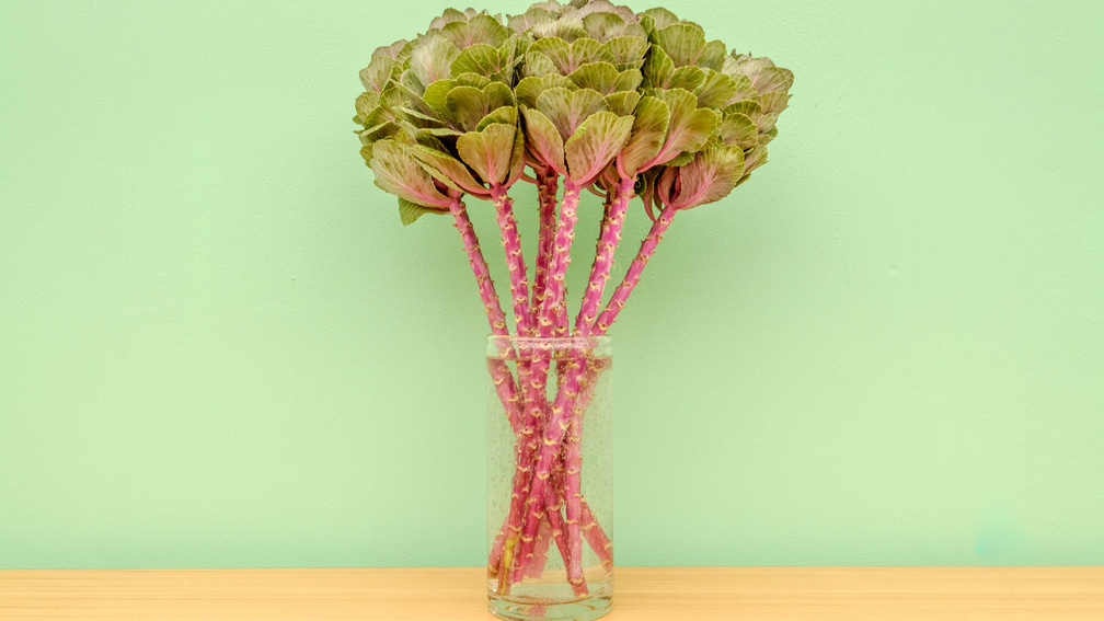 Cabbage flowers (are nicer than expected)