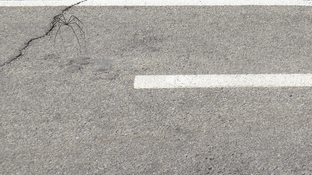 Pure Movement 1, environment 1.2, iteration 7