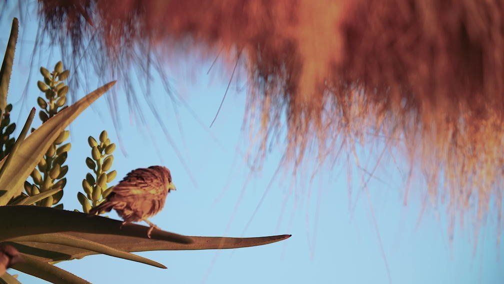 Okavango Delta, Botswana III