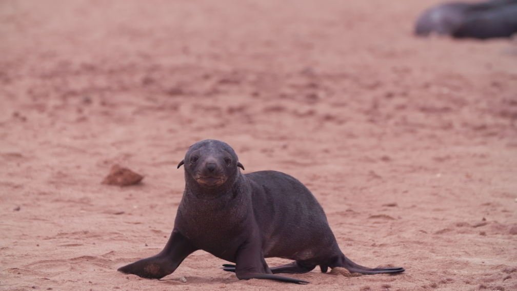 Cape Cross Seal Reserve, Namibia II