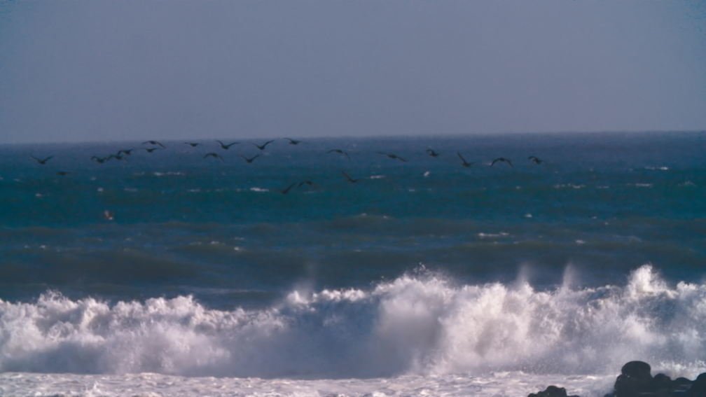 Cape Cross Seal Reserve, Namibia IV