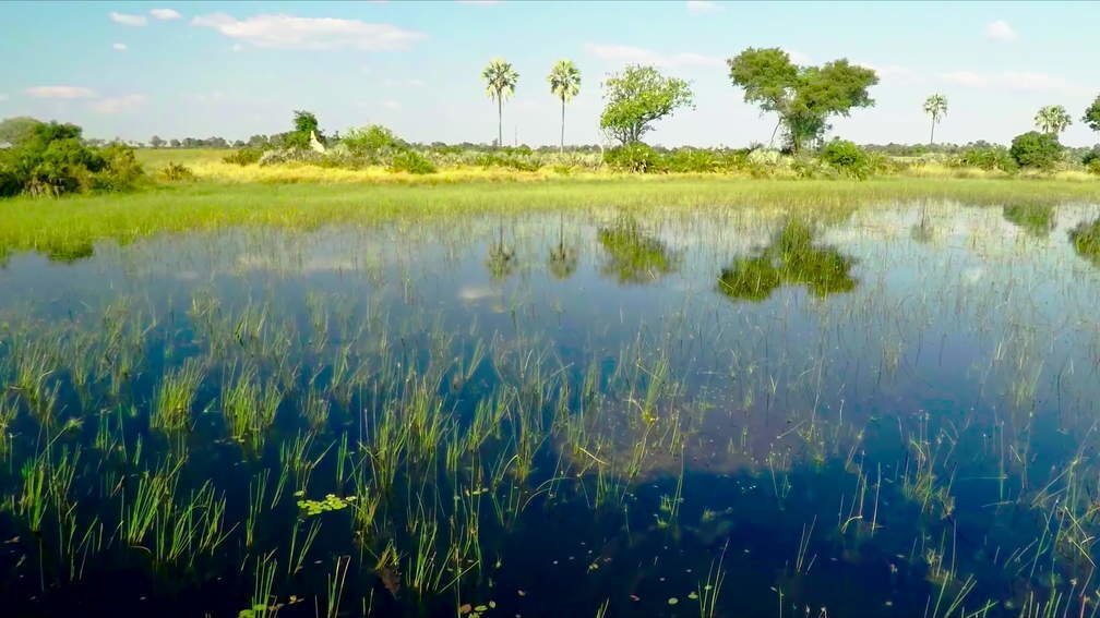 Okavango Delta, Botswana VI