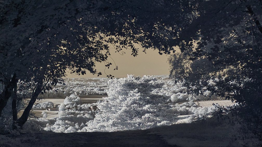 Ashdown Forest, England 7