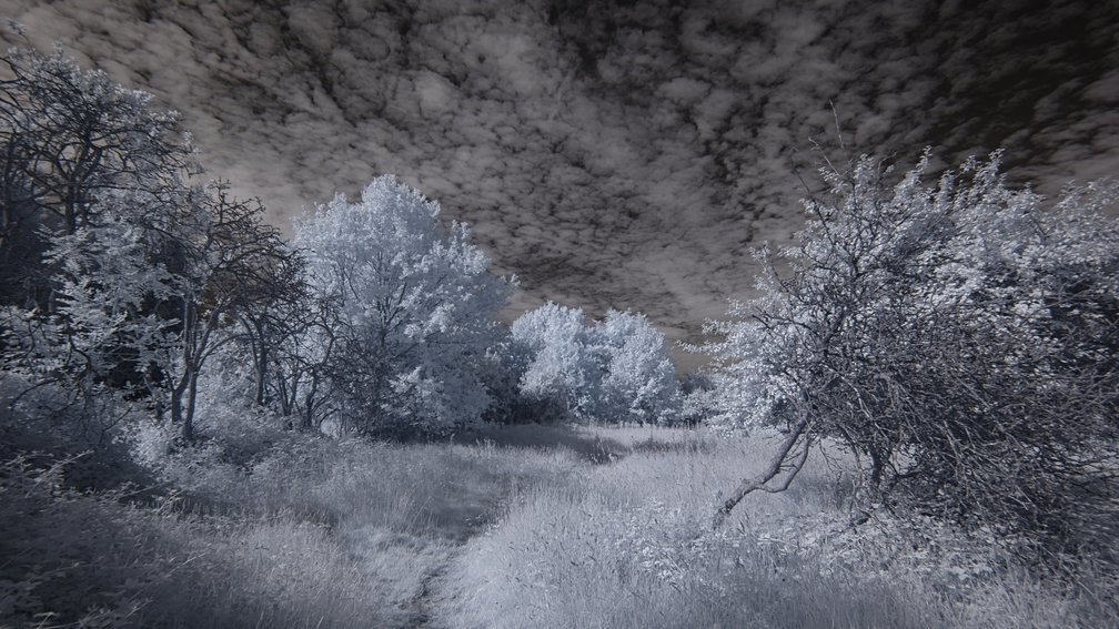 Ashdown Forest, England 20