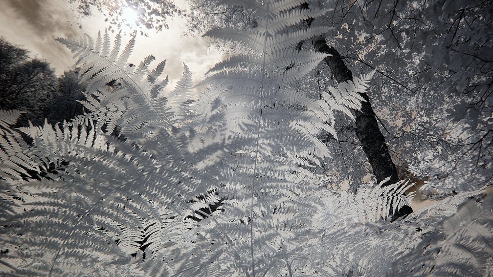 Ashdown Forest, England 22