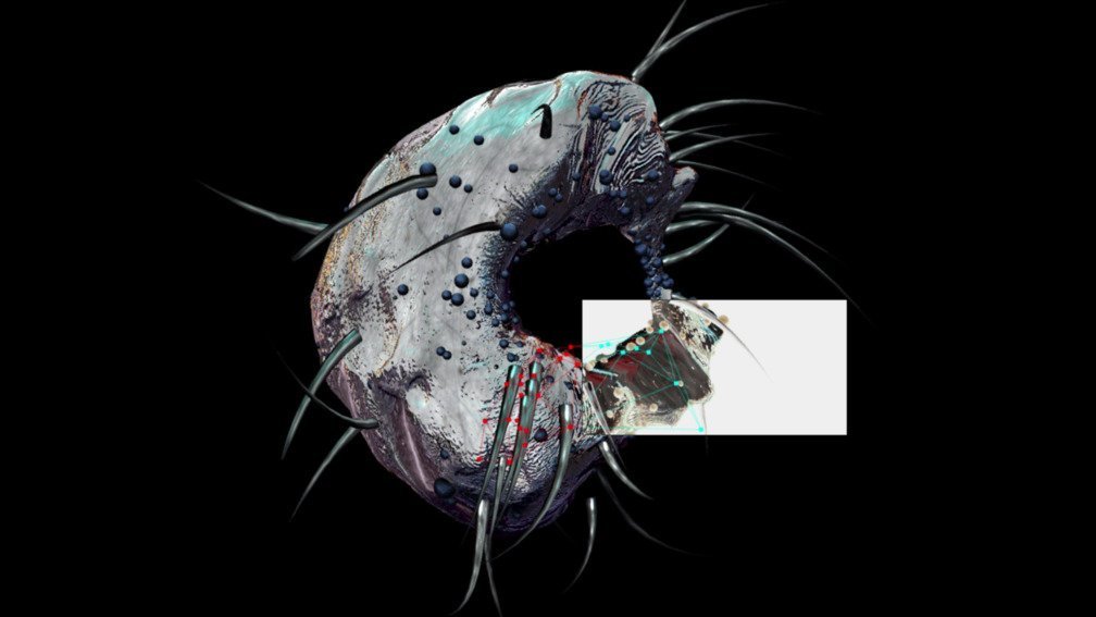 Morphologies_Still001