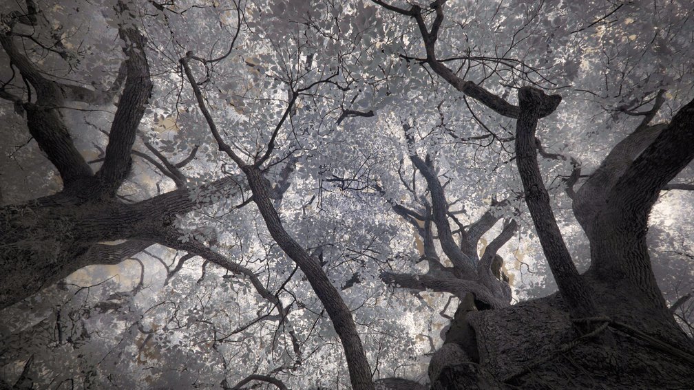 Camphor trees, Sanno Shrine, Nagasaki
