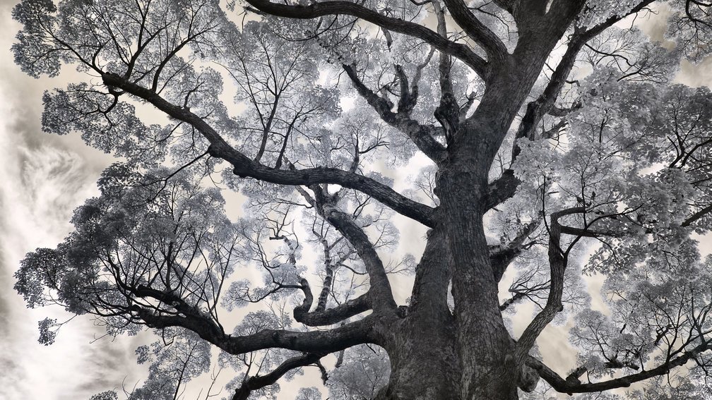 Camphor tree 3, Fuchi Shrine, Nagasaki