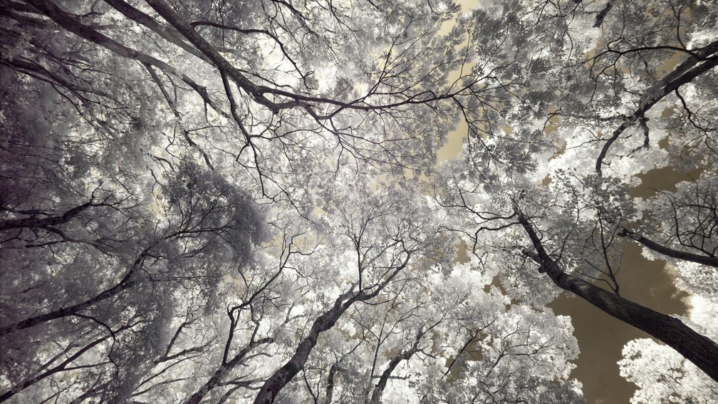 Inasayama forest 1, Nagasaki