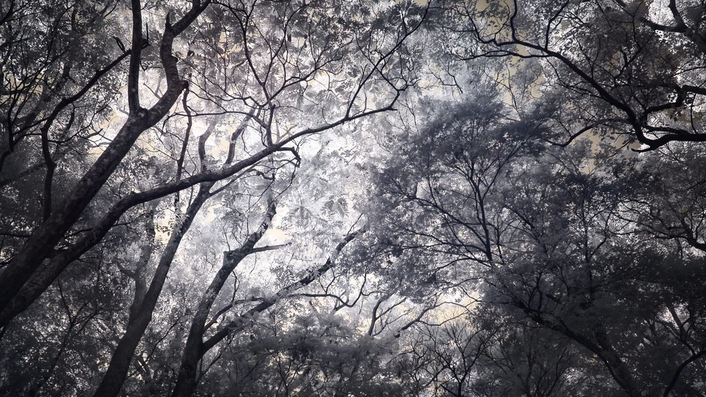 Inasayama forest 3, Nagasaki