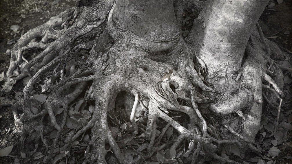Tree roots 1, Fuchi Shrine, Nagasaki