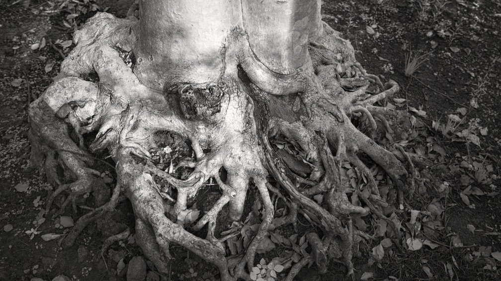 Tree roots 2, Fuchi Shrine, Nagasaki