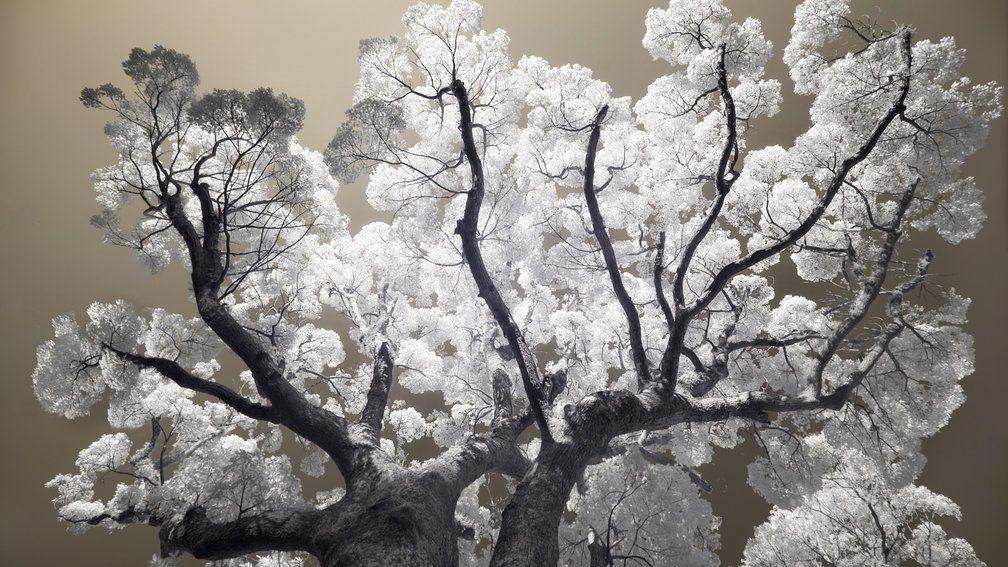 Camphor tree 6, Fuchi Shrine, Nagasaki