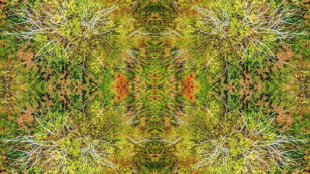 Flora & Fauna Alladale