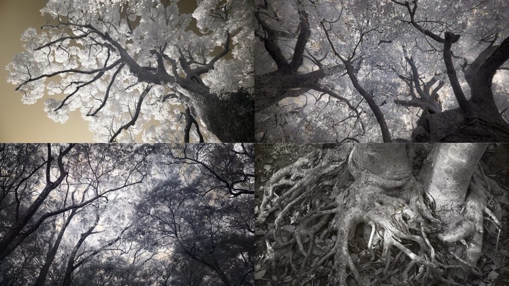 The Survivor Trees of Nagasaki